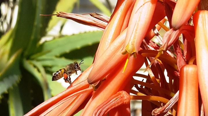 Albasini Inn at AAT&S