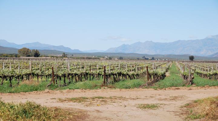 Audrey’s Vineyard Cottage & Homestead