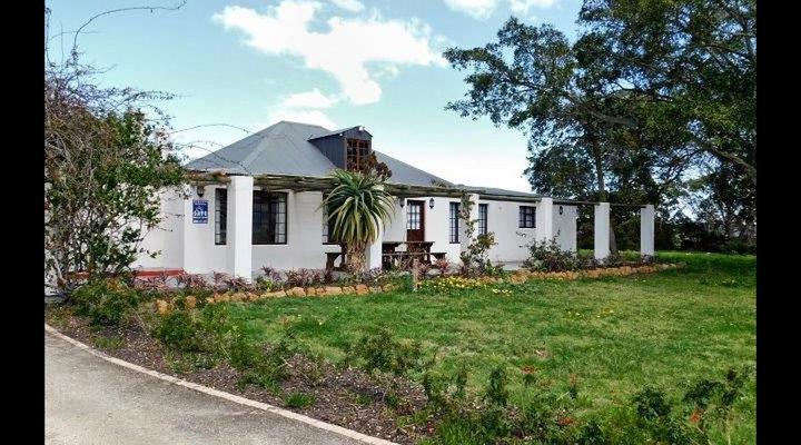 Stanford - The red rooster