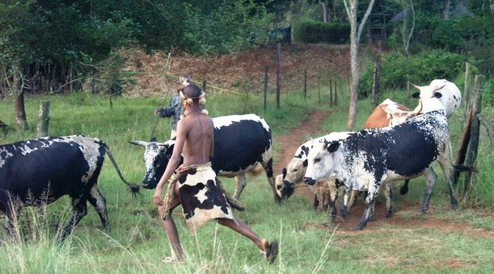 Ecabazini Zulu Homestead