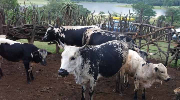 Ecabazini Zulu Homestead