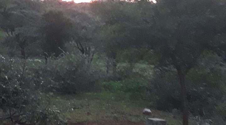 Bosveld Vreugde - House Nyala