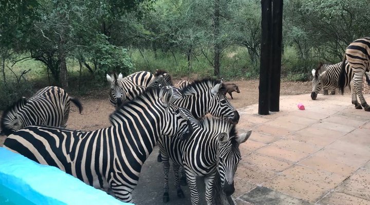 Mopani Manor