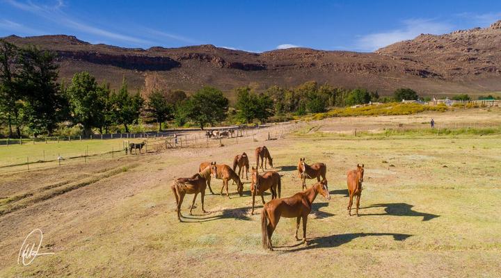 Kromrivier, Cederberg Park