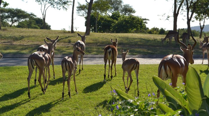 Kruger Park Lodge - Golf Safari SA