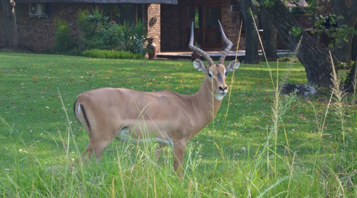 Kruger Park Lodge - Golf Safari SA