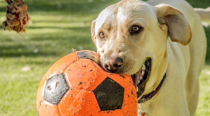 High Hedges Guesthouse