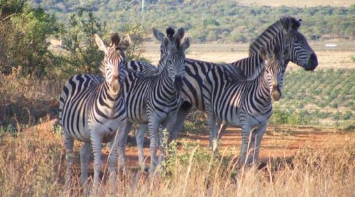 Magalies Wild Game Farm