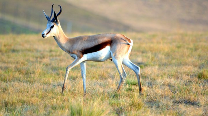 Wellstead House Gratitude Farm