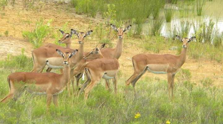 Elshaddai Game Lodge