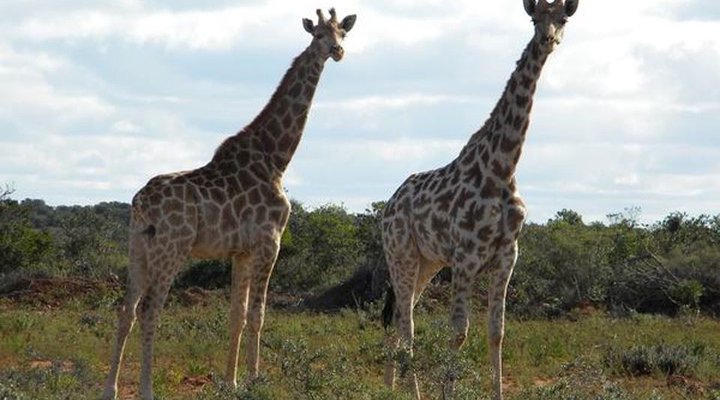 Elshaddai Game Lodge