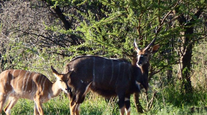 Voorbegin Bosveldverblyf
