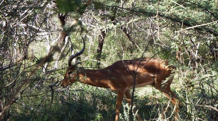 Voorbegin Bosveldverblyf