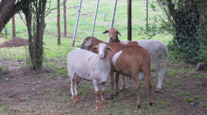 Dunroamin Bed and Breakfast