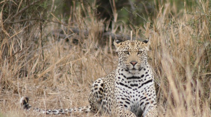 Tsakane Walking Safaris