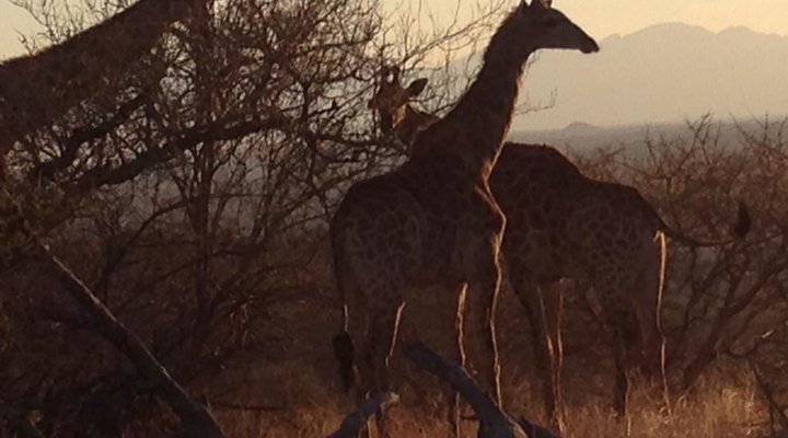 Tsakane Safari Camp