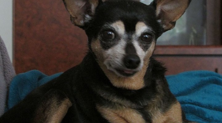 Boschdal Guesthouse and Conference Centre