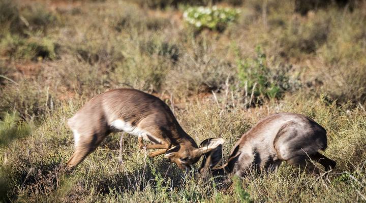 Mount Camdeboo Private Game Reserve