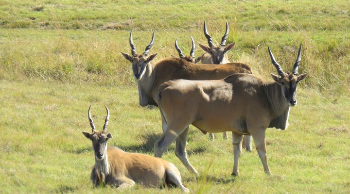 Wellstead House Gratitude Farm