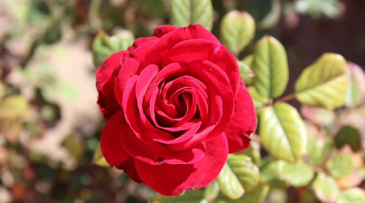 Comfort Gardens Bed and Breakfast