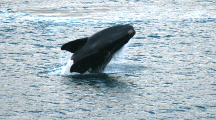 2 Night Simon's Town Guest House Package