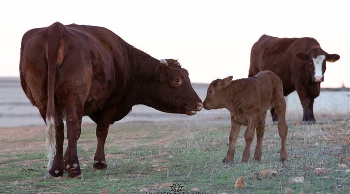 Blou Porselein Guest Farm