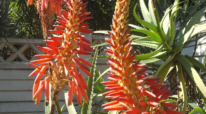 Albasini Inn at AAT&S