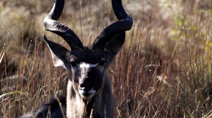 Hope Springs Eternal