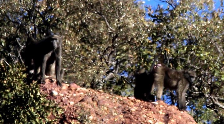 Hope Springs Eternal