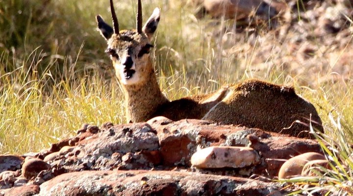 Hope Springs Eternal