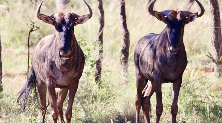 Hope Springs Eternal