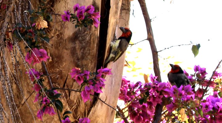 Hope Springs Eternal