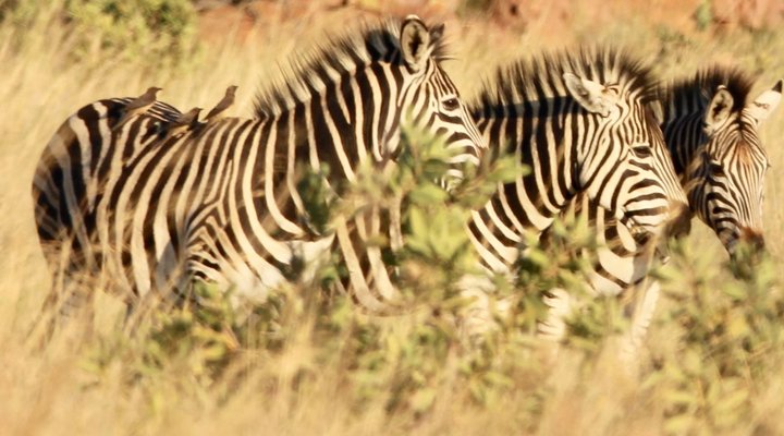 Hope Springs Eternal