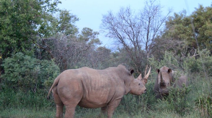 Mabalingwe Nature Reserve Self-catering House