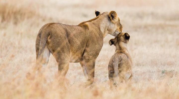 Losokwan Luxury Tented Camp