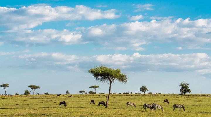 Losokwan Luxury Tented Camp