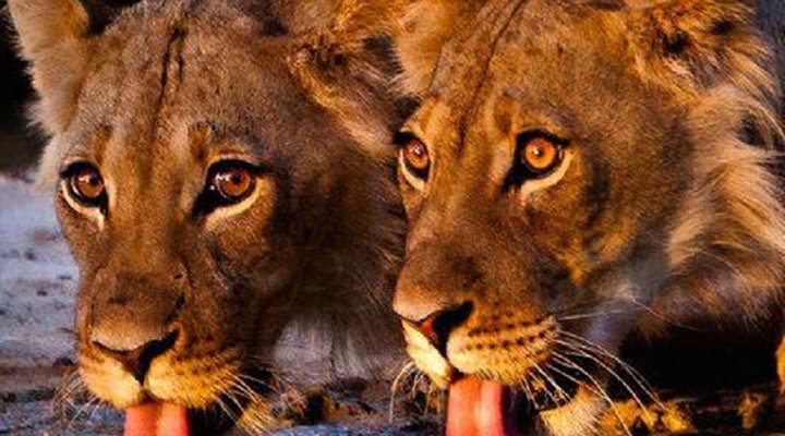 Backpacker Accommodation in South Luangwa Nat Park
