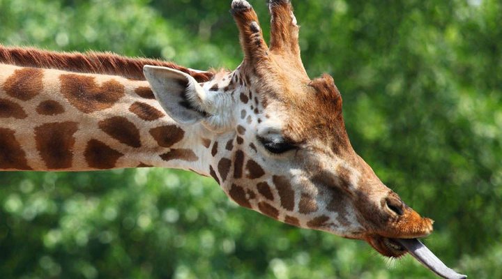 Backpacker Accommodation in South Luangwa Nat Park