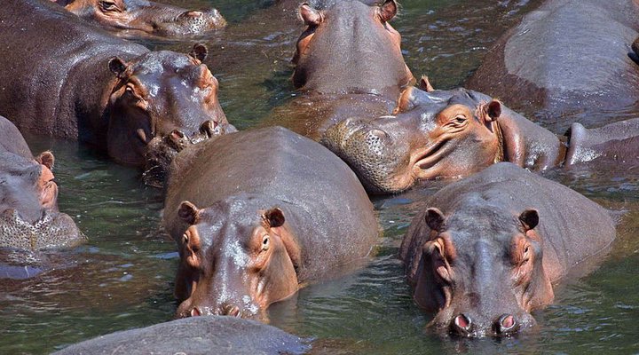 Backpacker Accommodation in South Luangwa Nat Park