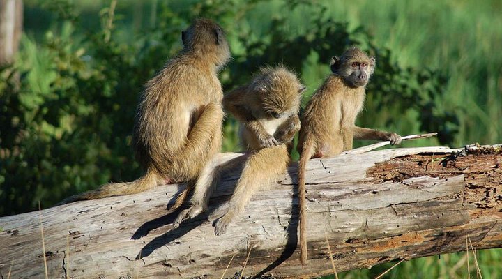 Backpacker Accommodation in South Luangwa Nat Park