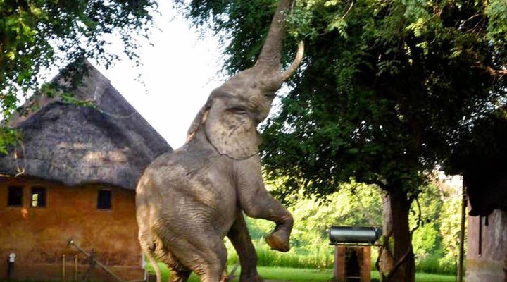 Backpacker Accommodation in South Luangwa Nat Park