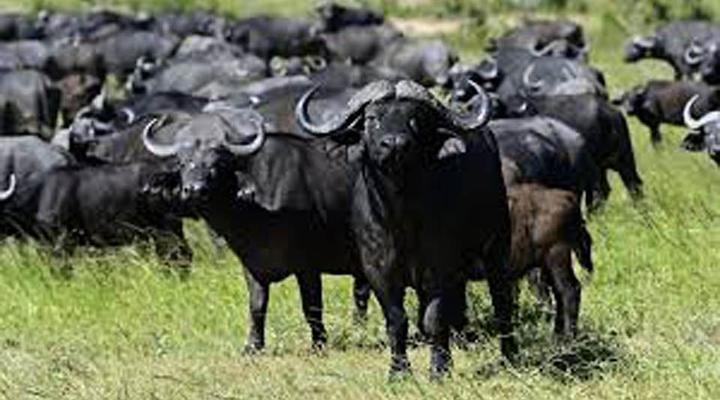 4 Night, 5 Day Highlights Safari Package