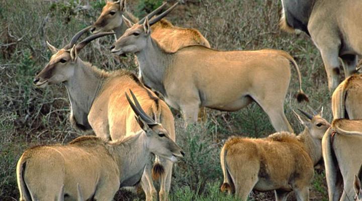 4 Night, 5 Day Highlights Safari Package