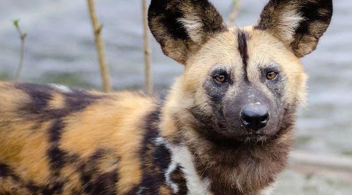 4 Night, 5 Day Highlights Safari Package