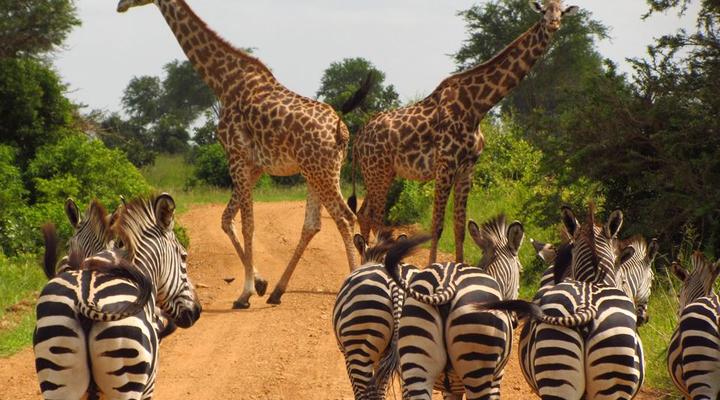  2 Night , 3 Day Breakaway Safari Package