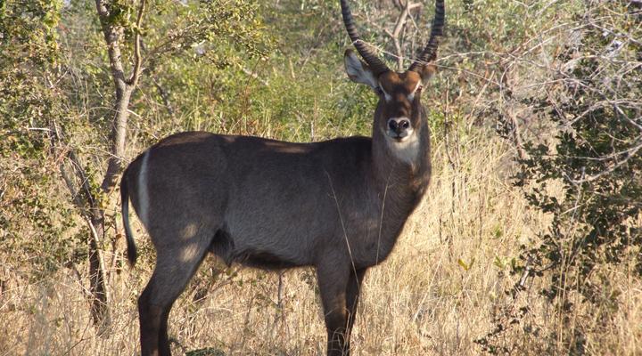 Malyo Wilderness Camp