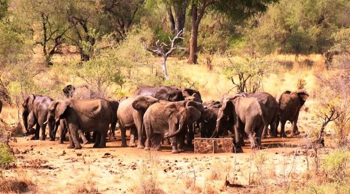 Dimbangombe Safari Lodge
