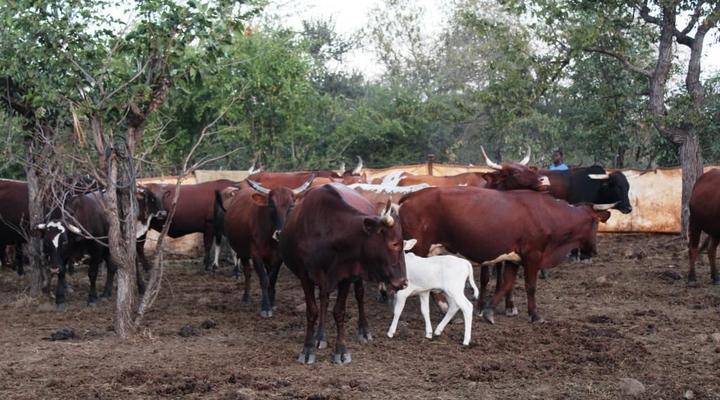 Dimbangombe Safari Lodge