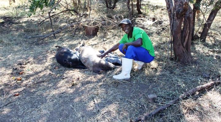 Dimbangombe Safari Lodge