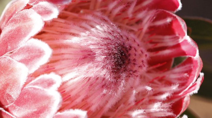 Blue Dog Accommodation